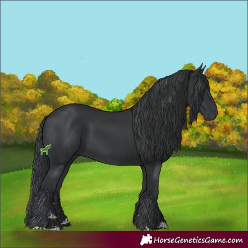 Horse Color:Black 