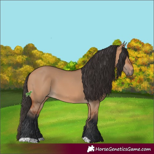 Horse Color:Bay Dun 