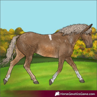 Horse Color:Chocolate Palomino Tobiano