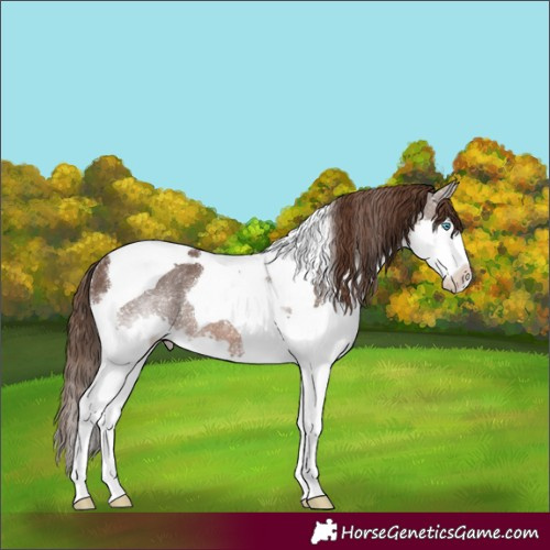 Horse Color:Liver Chestnut Splash Tobiano Appaloosa Rabicano 
