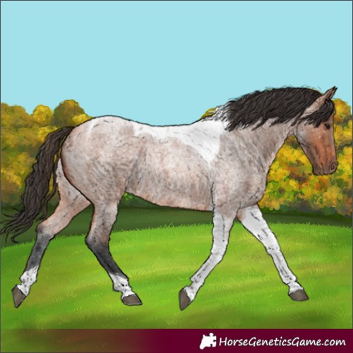 Horse Color:Bay Roan Tobiano 