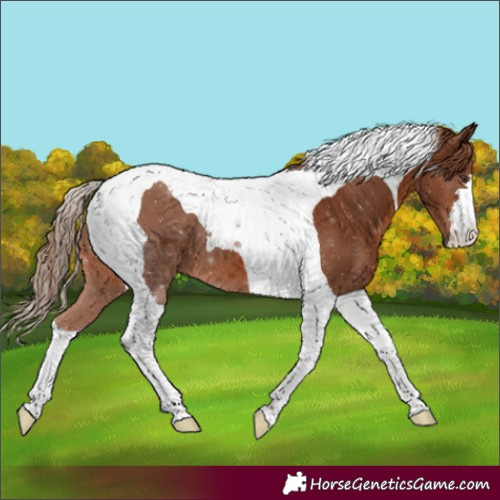 Horse Color:Chestnut Tobiano