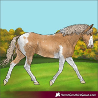 Horse Color:Palomino Tobiano 