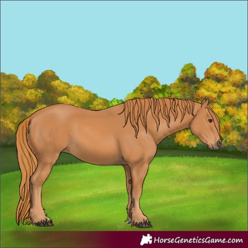 Horse Color:Chestnut 