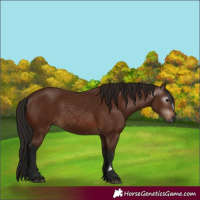 Horse Color:Gray Bay 