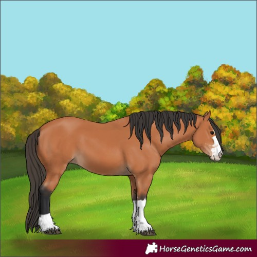 Horse Color:Bay 