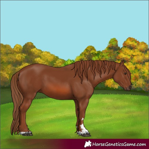 Horse Color:Chestnut 