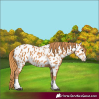 Horse Color:Chestnut Near Leopard