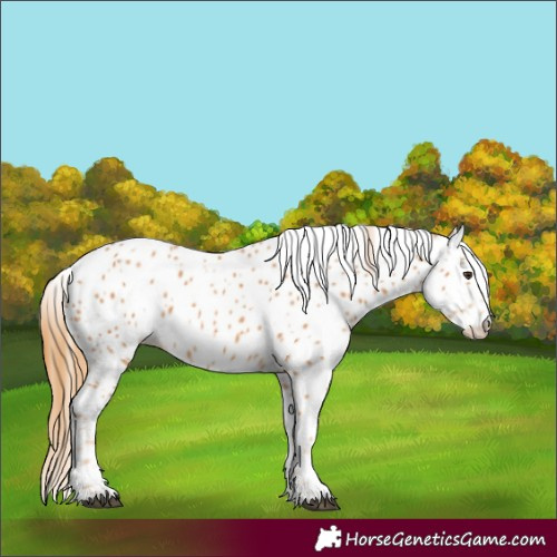 Horse Color:Chestnut Leopard 