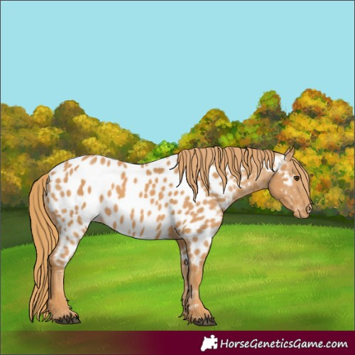 Horse Color:Chestnut Appaloosa 