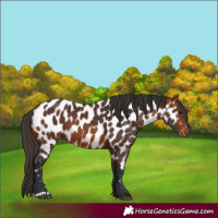 Horse Color:Bay Appaloosa 