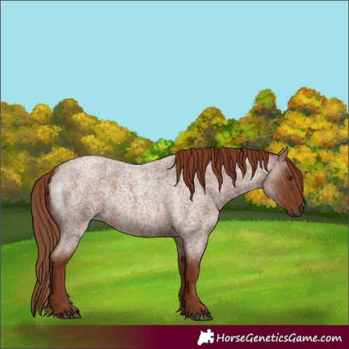 Horse Color:Red Roan 
