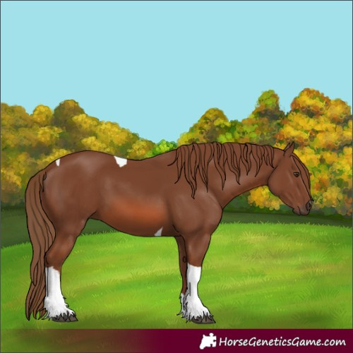 Horse Color:Chestnut Tobiano