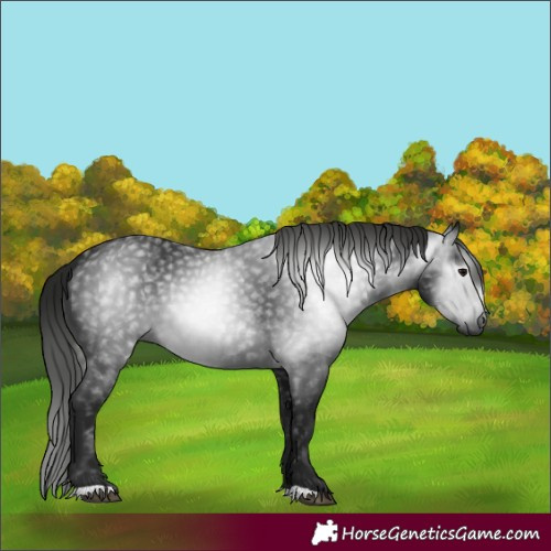 Horse Color:Gray Black 