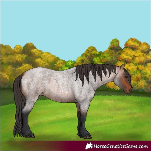 Horse Color:Bay Roan