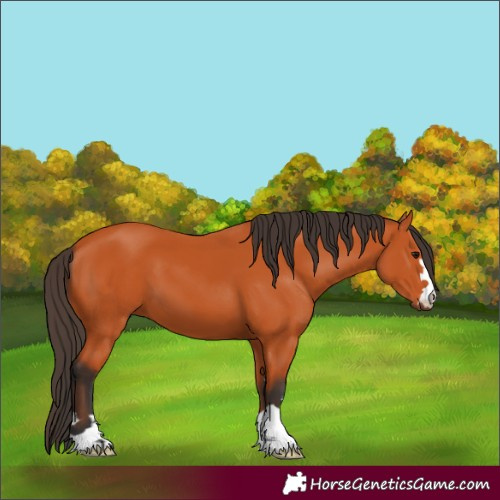 Horse Color:Bay 