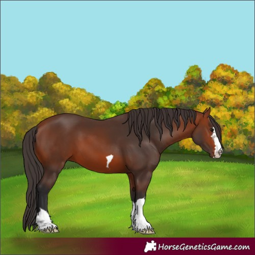 Horse Color:Unknown 
