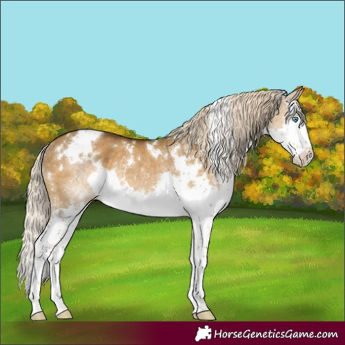 Horse Color:White Spotted Chocolate Palomino Dun Splash Rabicano