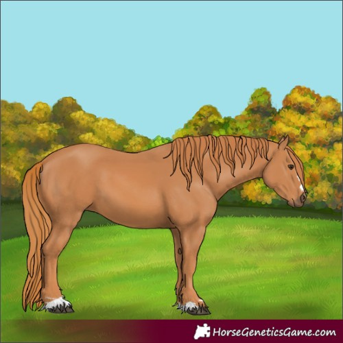 Horse Color:Chestnut 
