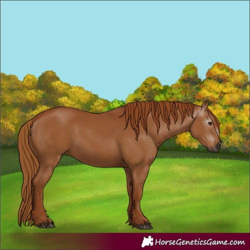 Horse Color:Gray Chestnut 