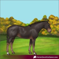 Horse Color:Liver Chestnut 