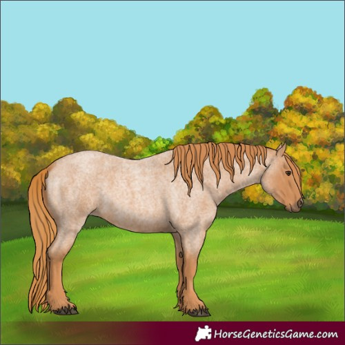 Horse Color:Red Roan