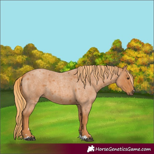 Horse Color:Red Roan