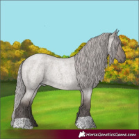 Horse Color:Platinum Silver Grullo Roan 