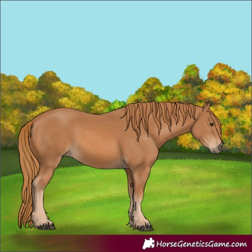 Horse Color:Chestnut 