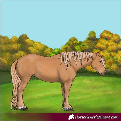 Horse Color:Chestnut 