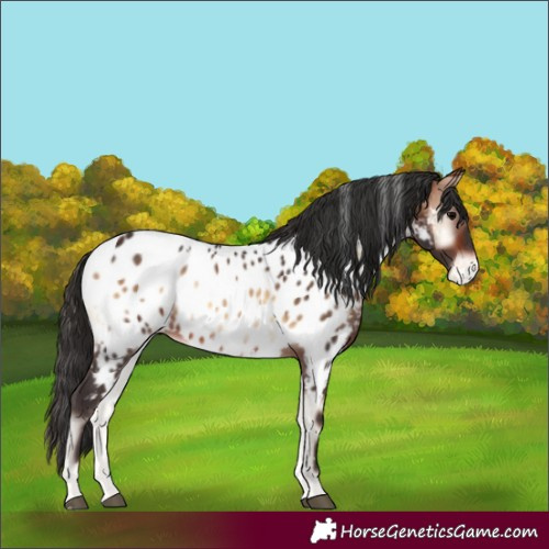 Horse Color:White Spotted Bay Onyx Appaloosa Rabicano 