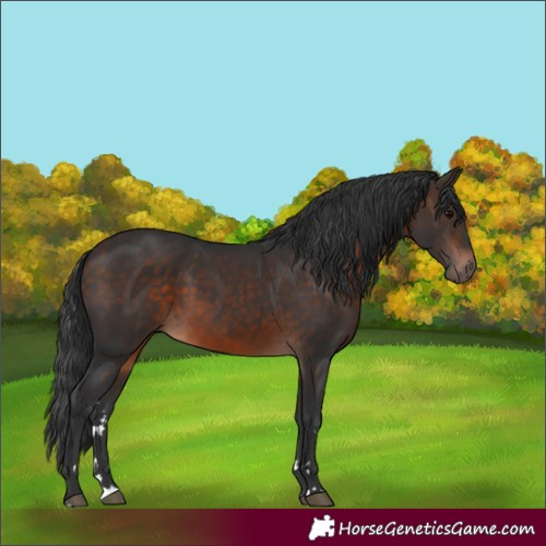 Horse Color:Bay Rabicano 
