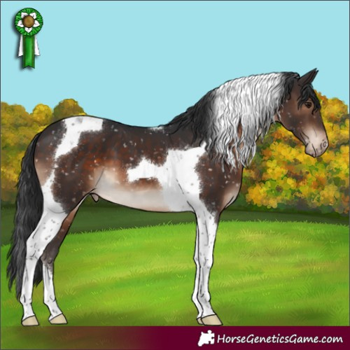 Horse Color:Brown Tobiano Appaloosa 
