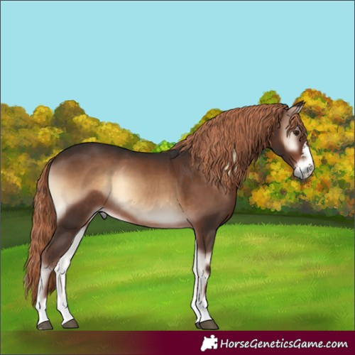 Horse Color:Liver Red Onyx Rabicano 