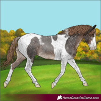 Horse Color:Liver Chestnut Sabino Tobiano