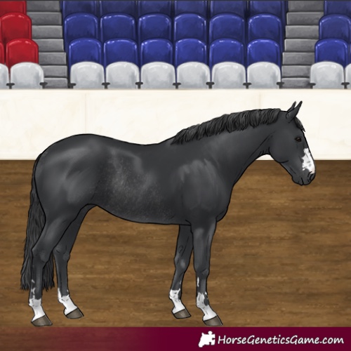 Horse Color:Black Rabicano 