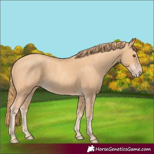 Horse Color:Gold Champagne Rabicano 