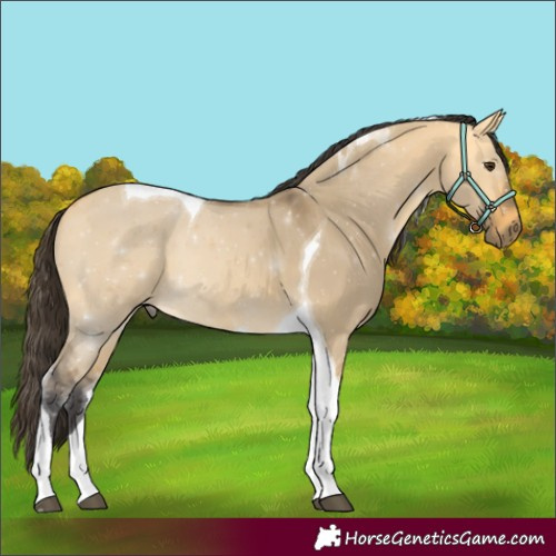 Horse Color:Buckskin Dun Tobiano 