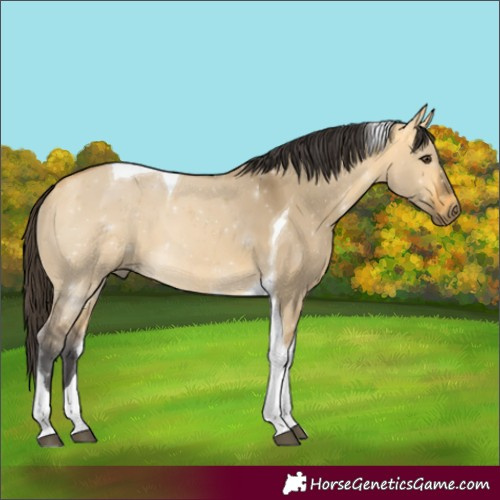 Horse Color:Buckskin Dun Tobiano 