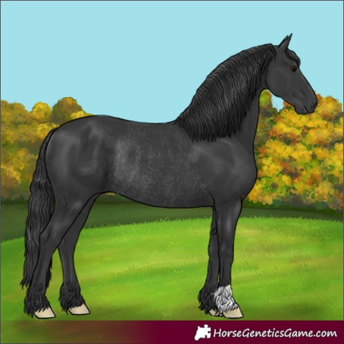 Horse Color:Unknown 