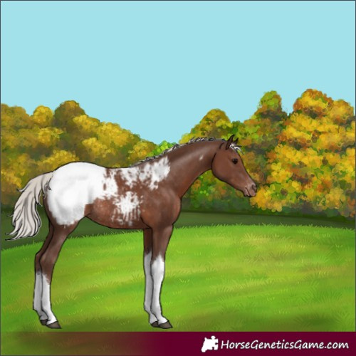 Horse Color:Silver Black Tobiano Appaloosa Rabicano 