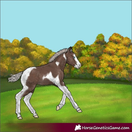 Horse Color:Silver Black Sabino Splash Tobiano 