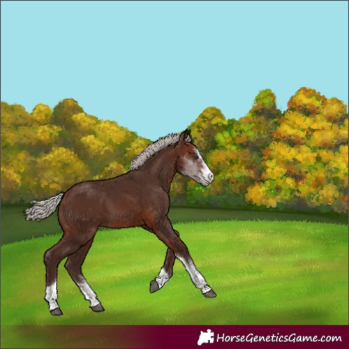 Horse Color:Silver Brown Sabino Tobiano 