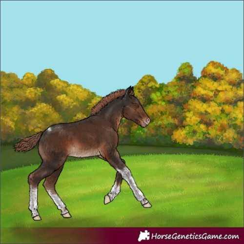 Horse Color:Liver Chestnut Sabino Tobiano Varnish