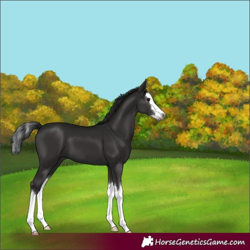Horse Color:Gray Smoky Black Sabino Splash 
