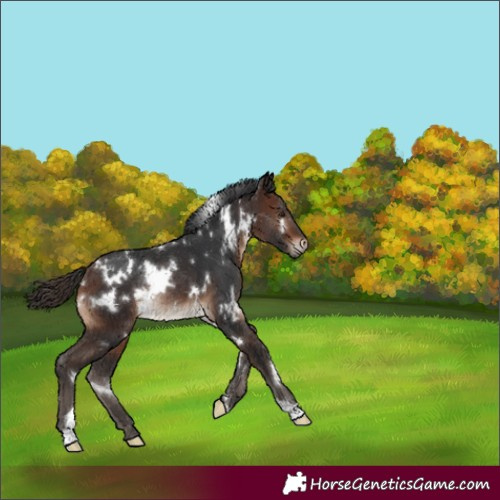 Horse Color:White Spotted Brown Rabicano 