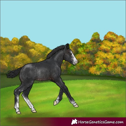 Horse Color:Brown Sabino Rabicano 