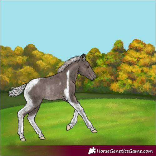 Horse Color:Silver Black Tobiano Rabicano