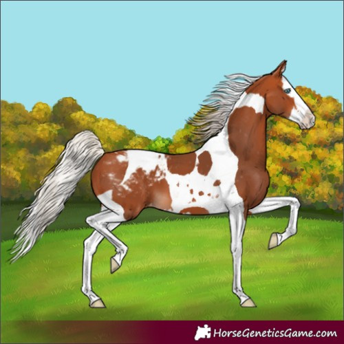 Horse Color:Silver Bay Splash Tobiano Appaloosa 
