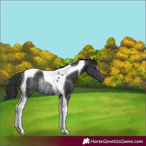 Horse Color:Black Tobiano Rabicano